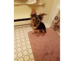 3 months old Yorkshire Terrier for Sale - 2