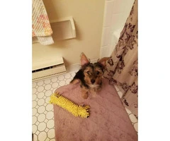 3 months old Yorkshire Terrier for Sale - 3