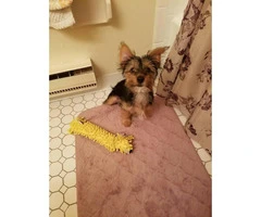 3 months old Yorkshire Terrier for Sale - 4