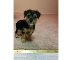 3 months old Yorkshire Terrier for Sale - 5