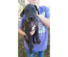 6 Great Dane Puppies Shots and dewormed - 2