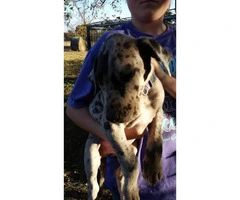 6 Great Dane Puppies Shots and dewormed - 3