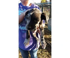 6 Great Dane Puppies Shots and dewormed - 4