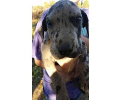 6 Great Dane Puppies Shots and dewormed - 6