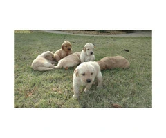 6 females and 4 males Golden Retriever