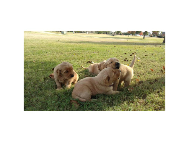 53 Best Photos Golden Retriever Puppies Mobile Alabama : 4 males AKC Golden Retriever puppies for sale in Nashville ...