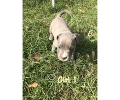 3 females and 1 males blue Pit Bull Puppies - 1