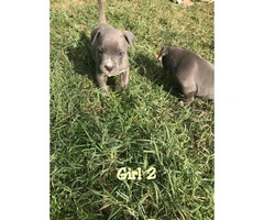 3 females and 1 males blue Pit Bull Puppies - 2