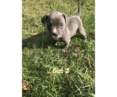 3 females and 1 males blue Pit Bull Puppies - 3