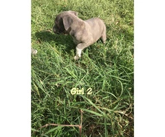 3 females and 1 males blue Pit Bull Puppies - 4