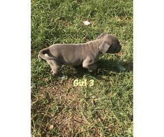 3 females and 1 males blue Pit Bull Puppies - 5