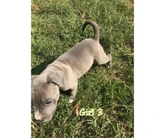 3 females and 1 males blue Pit Bull Puppies - 6