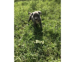 3 females and 1 males blue Pit Bull Puppies - 7