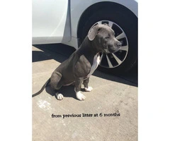 3 females and 1 males blue Pit Bull Puppies - 12