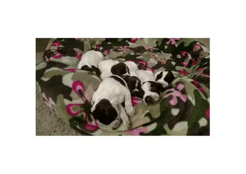 German Wirehaired Griffon Pointer puppies