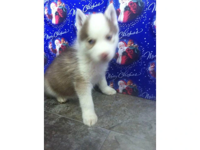 Ausky Puppies for Sale - 2/6