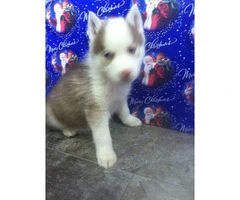 Ausky Puppies for Sale - 5