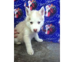Ausky Puppies for Sale - 6