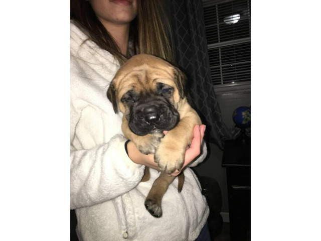 English Mastiff - 1 female and 4 males left in Lexington, Kentucky