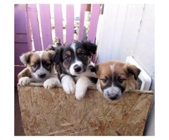 Lovable Border Collie Puppies for Sale - 1