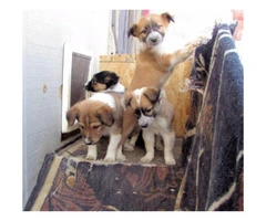 Lovable Border Collie Puppies for Sale - 2