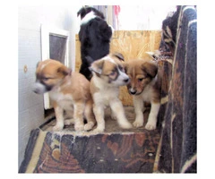Lovable Border Collie Puppies for Sale - 4