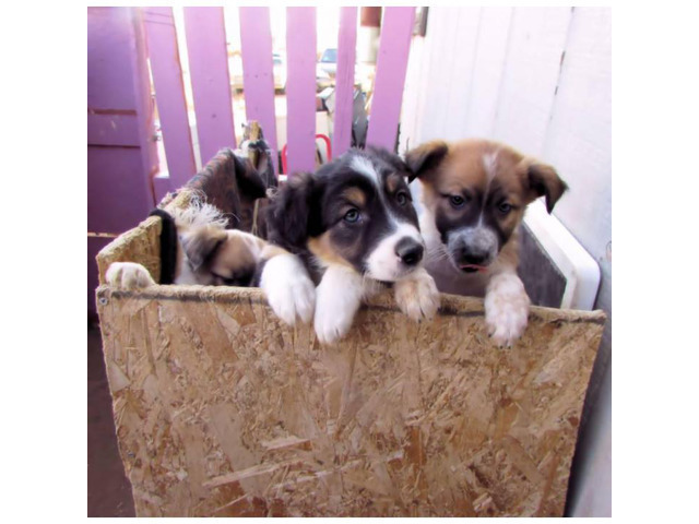 Lovable Border Collie Puppies for Sale in Orchard City