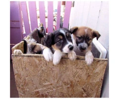 Lovable Border Collie Puppies for Sale - 6