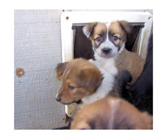 Lovable Border Collie Puppies for Sale - 8