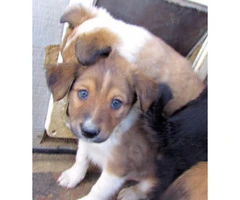Lovable Border Collie Puppies for Sale - 11