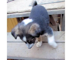 Lovable Border Collie Puppies for Sale - 14