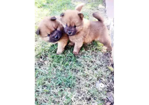 3 Chow Chow puppies available