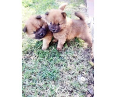 3 Chow Chow puppies available