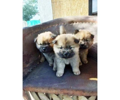 3 Chow Chow puppies available - 2