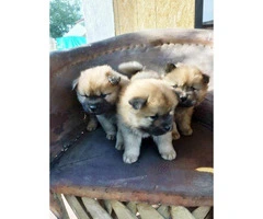 3 Chow Chow puppies available - 3