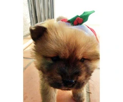 3 Chow Chow puppies available - 4