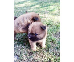 3 Chow Chow puppies available - 5