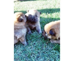 3 Chow Chow puppies available - 7