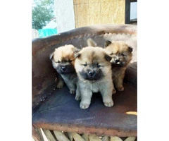 3 Chow Chow puppies available - 8