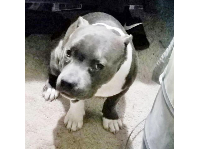 5 months old Blue Nose Pit Bulls in Raleigh, North