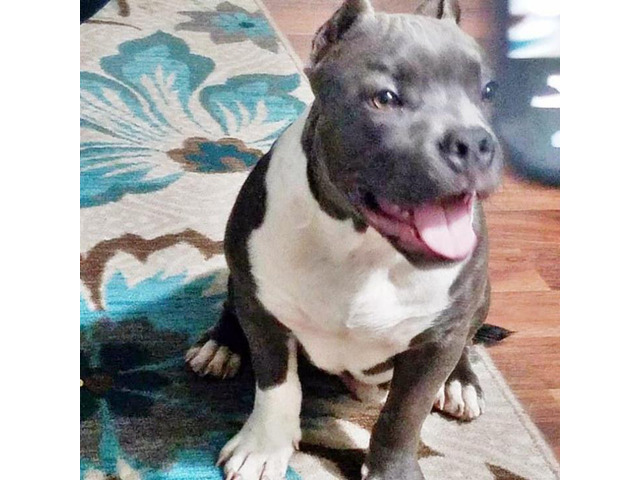 5 months old Blue Nose Pit Bulls in Raleigh, North Carolina - Puppies