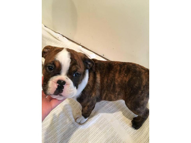 Boston bulldog puppies for sale 2 males left in Memphis, Tennessee - Puppies for Sale Near Me