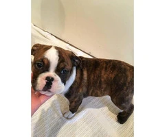 Boston bulldog puppies for sale 2 males left - 2