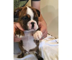 Boston bulldog puppies for sale 2 males left - 4