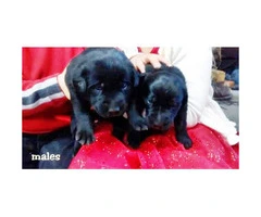 Ivory and black Labrador retriever - 1