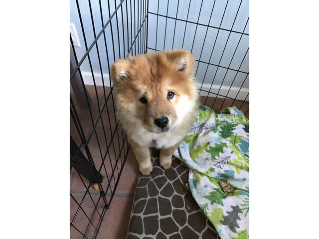 Female Chow Chow Puppy for Sale in Albuquerque, New Mexico