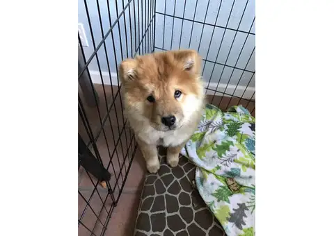 Female Chow Chow Puppy for Sale