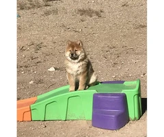 Female Chow Chow Puppy for Sale - 3