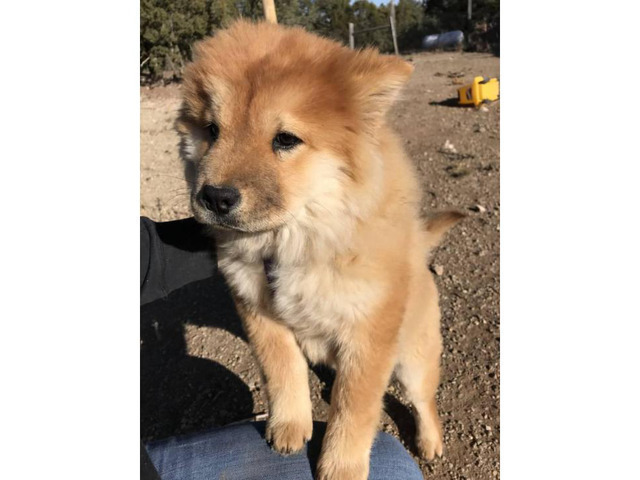 Female Chow Chow Puppy for Sale in Albuquerque, New Mexico