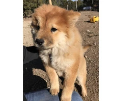 Female Chow Chow Puppy for Sale - 4